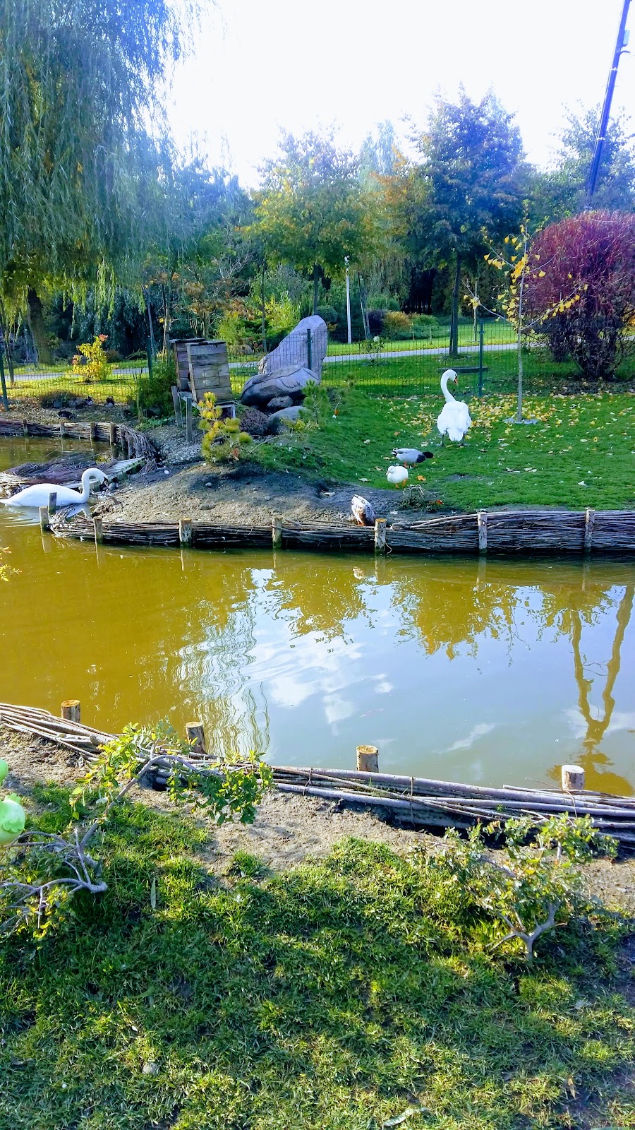 Łabędzie i ptactwo nad stawem w jesiennym ogrodzie